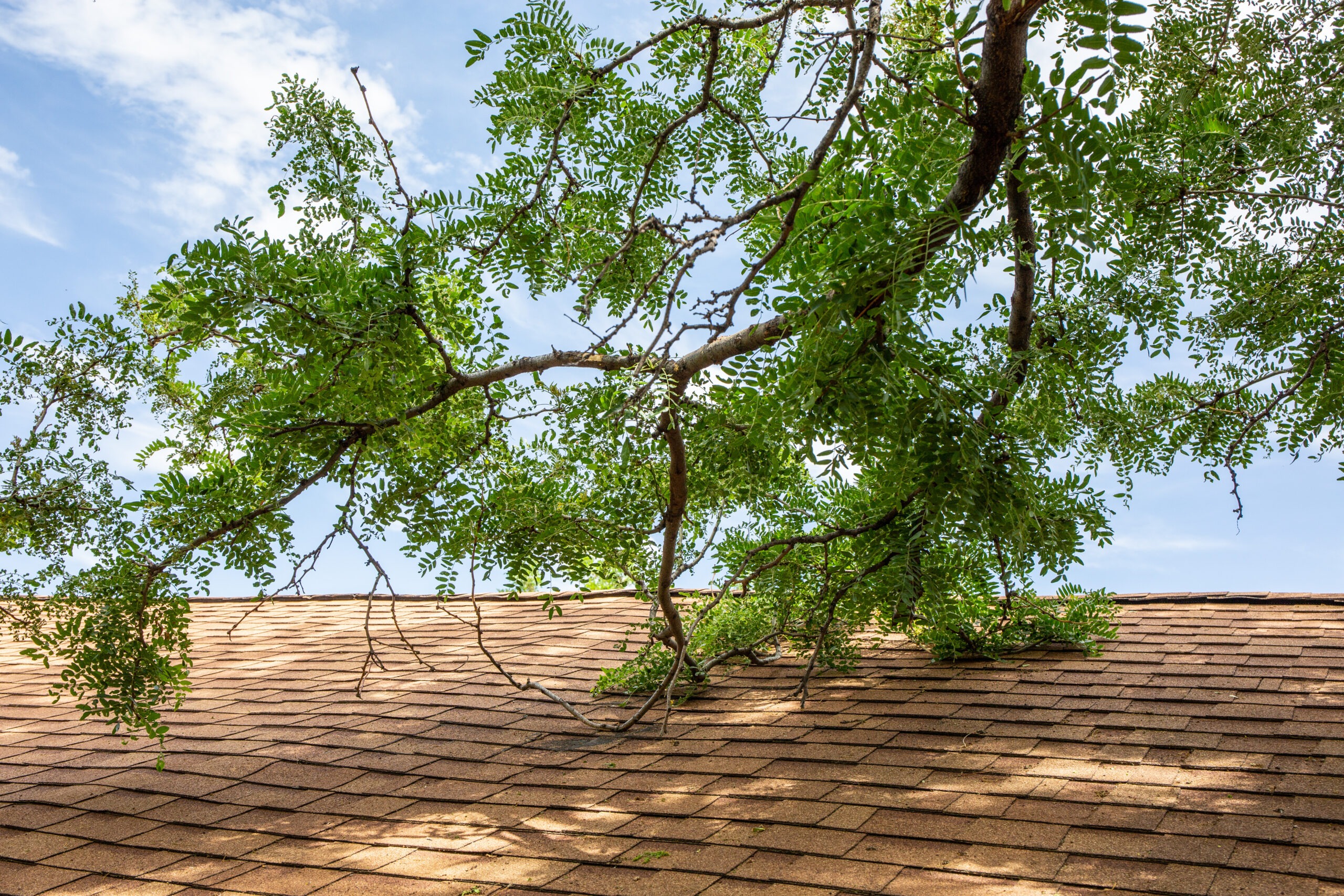 view of top of roof with tree branches touching shingles needing trimmed for fall roof and gutter maintenance